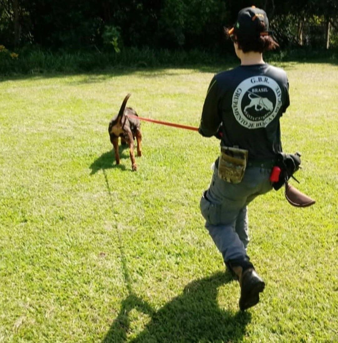 Una persona con uniforme del GBR guía a un perro en un área de césped.
